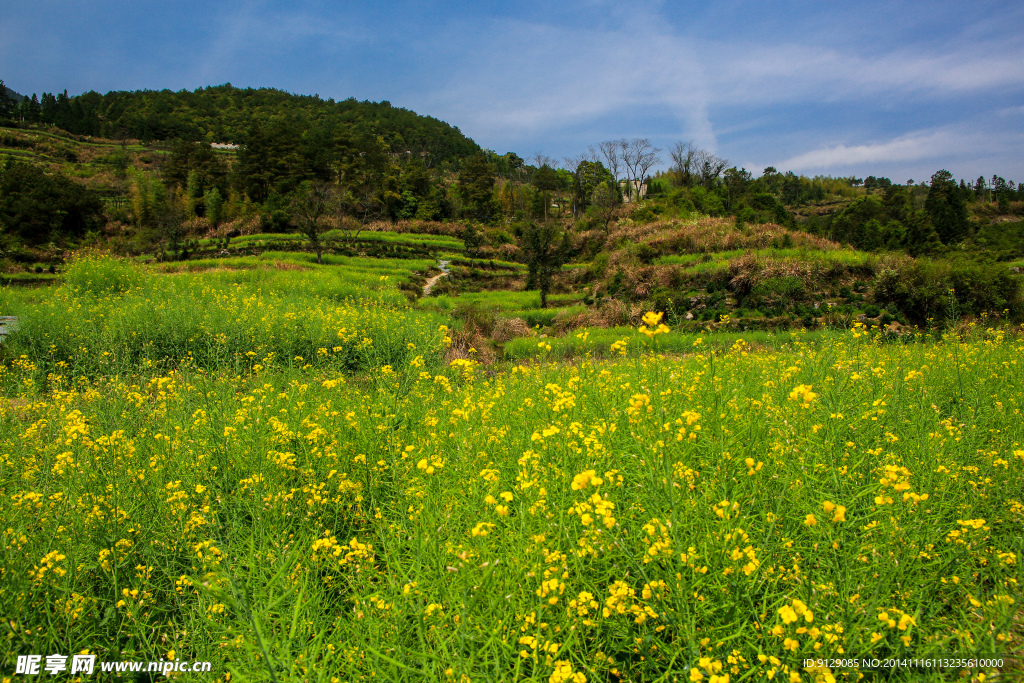 江岭梯田油菜花