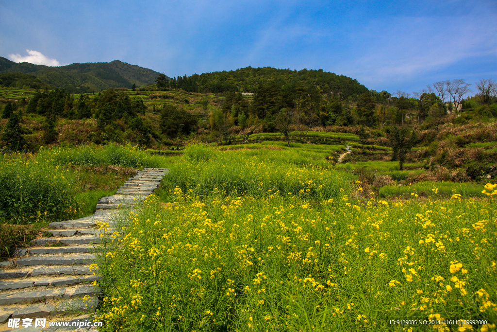 江岭梯田油菜花