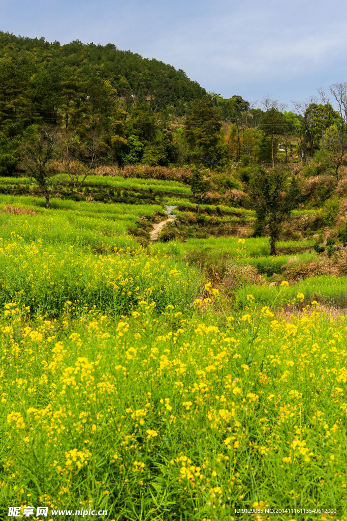 江岭梯田油菜花