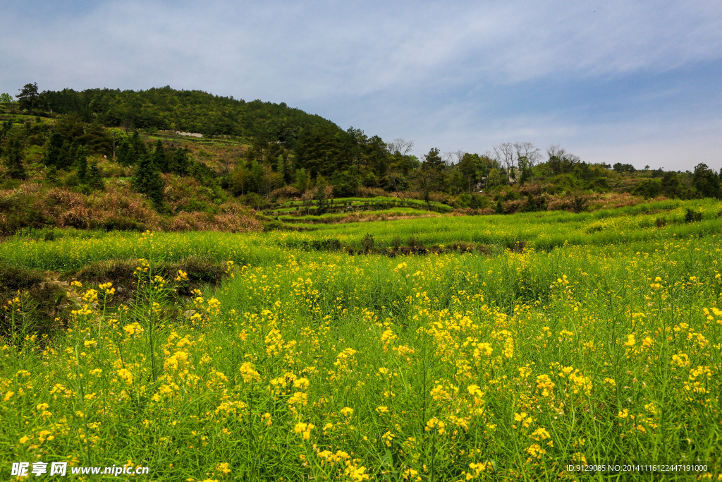 江岭梯田油菜花