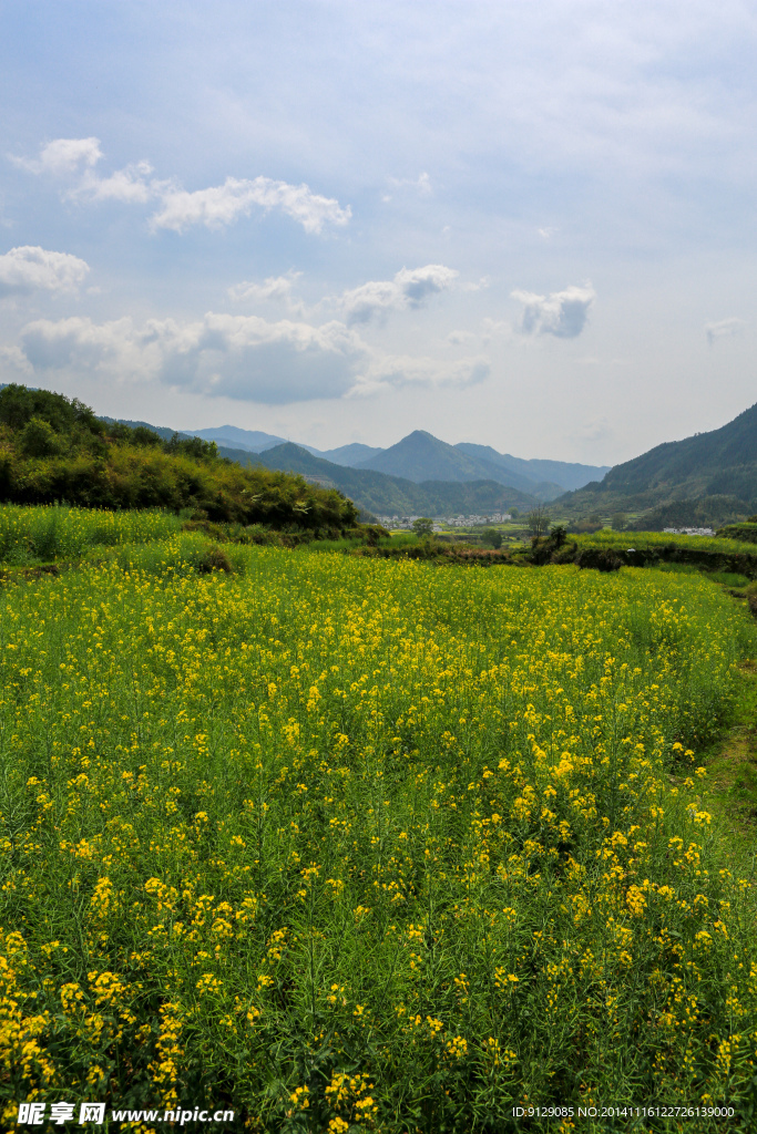 江岭梯田油菜花