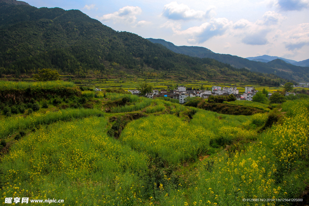 江岭梯田油菜花