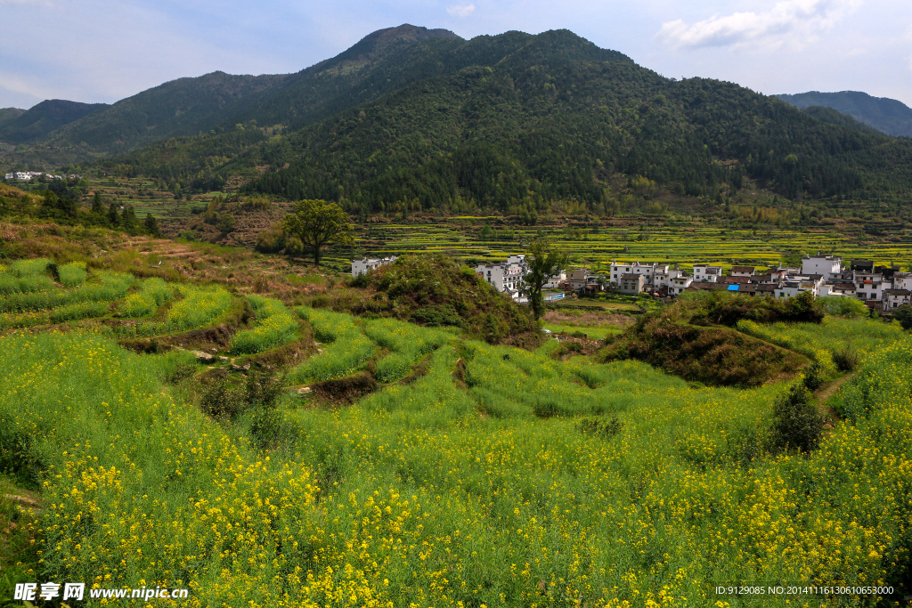 江岭梯田油菜花