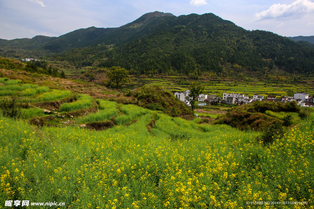 江岭梯田油菜花