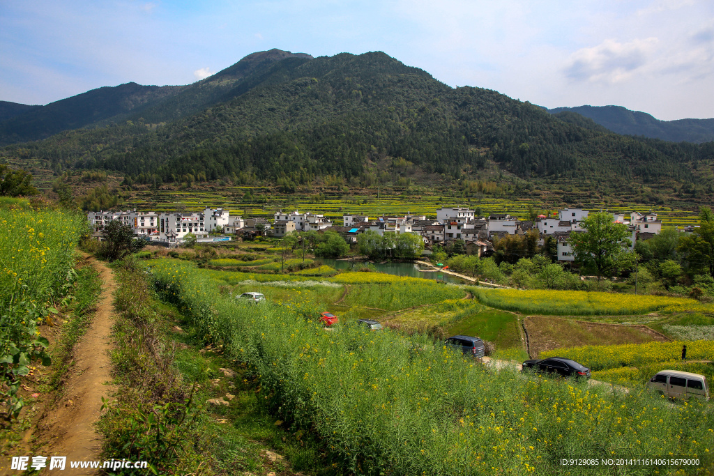 江岭梯田油菜花