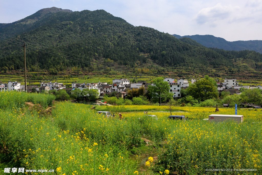 江岭梯田油菜花