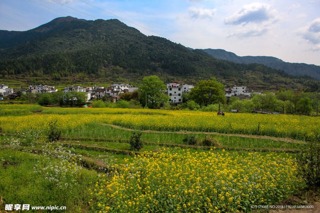 江岭梯田油菜花