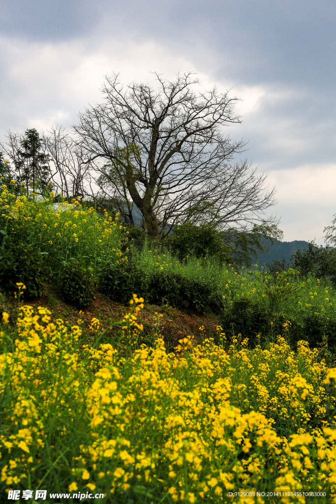 江岭梯田油菜花