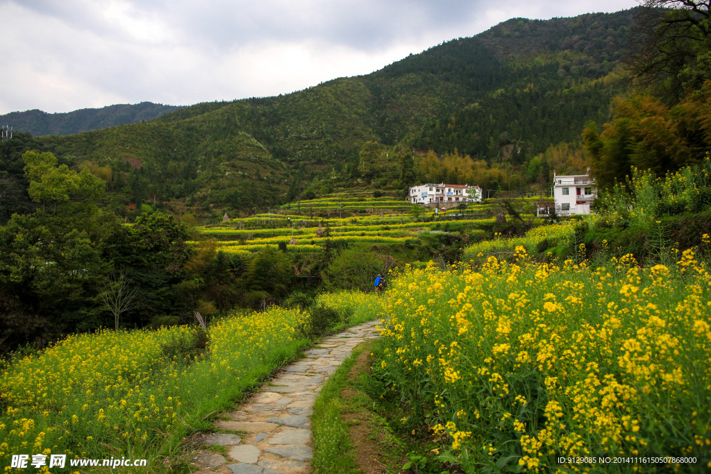 江岭梯田油菜花