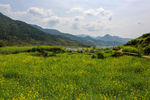 江岭梯田油菜花