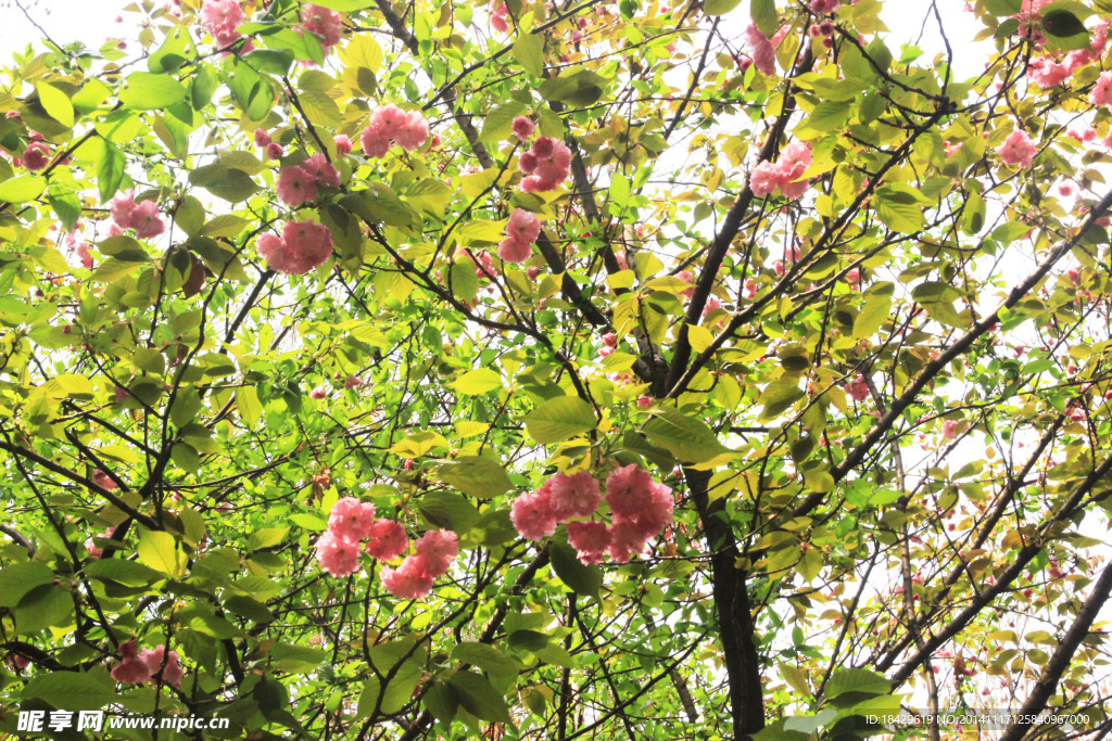 樱花