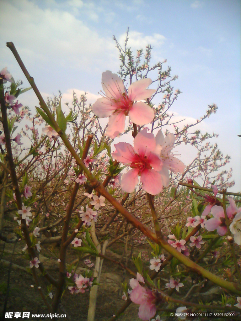 桃花