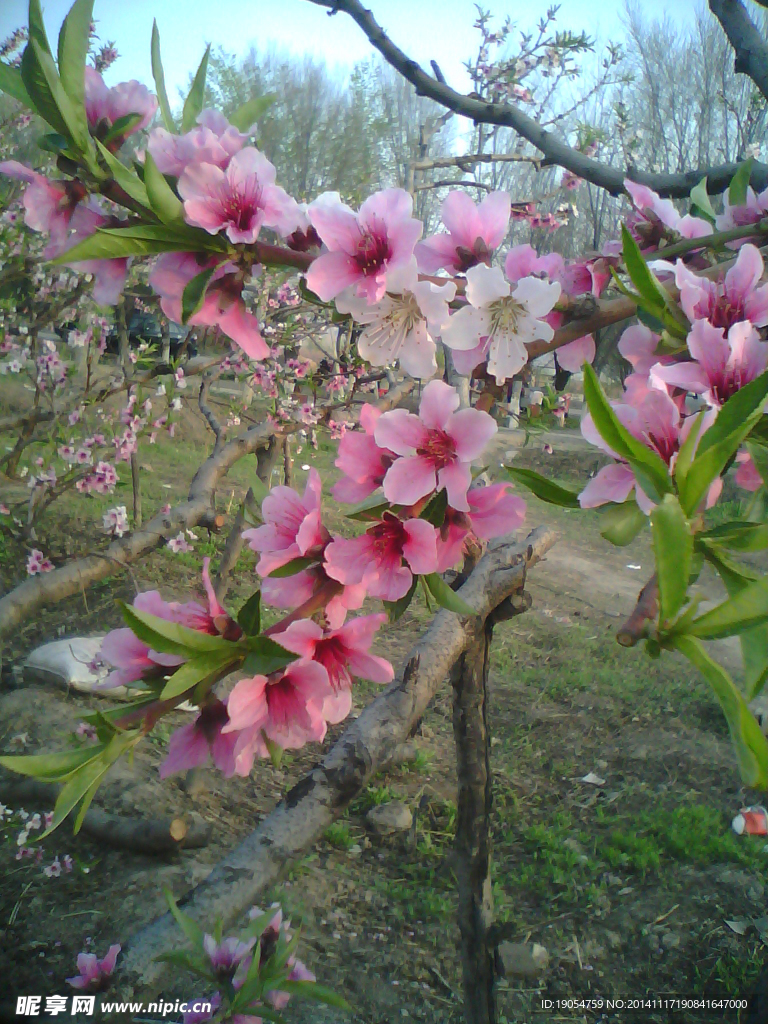 桃花
