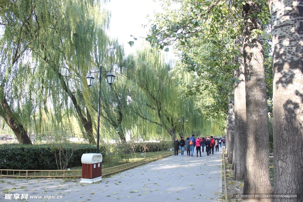 柳树风景
