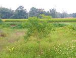 小树