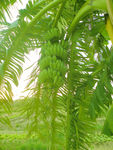 香蕉