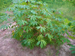 木薯树