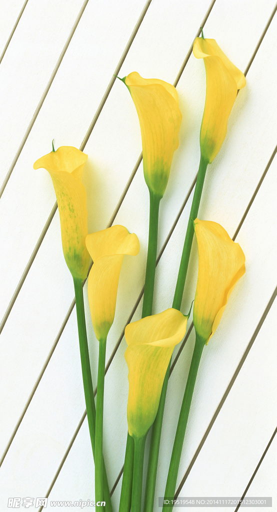 黄色马蹄莲