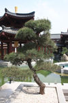 庭院