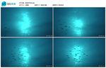 海底世界鱼