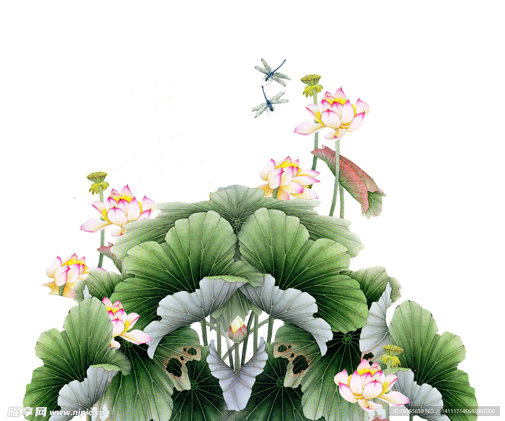 荷花