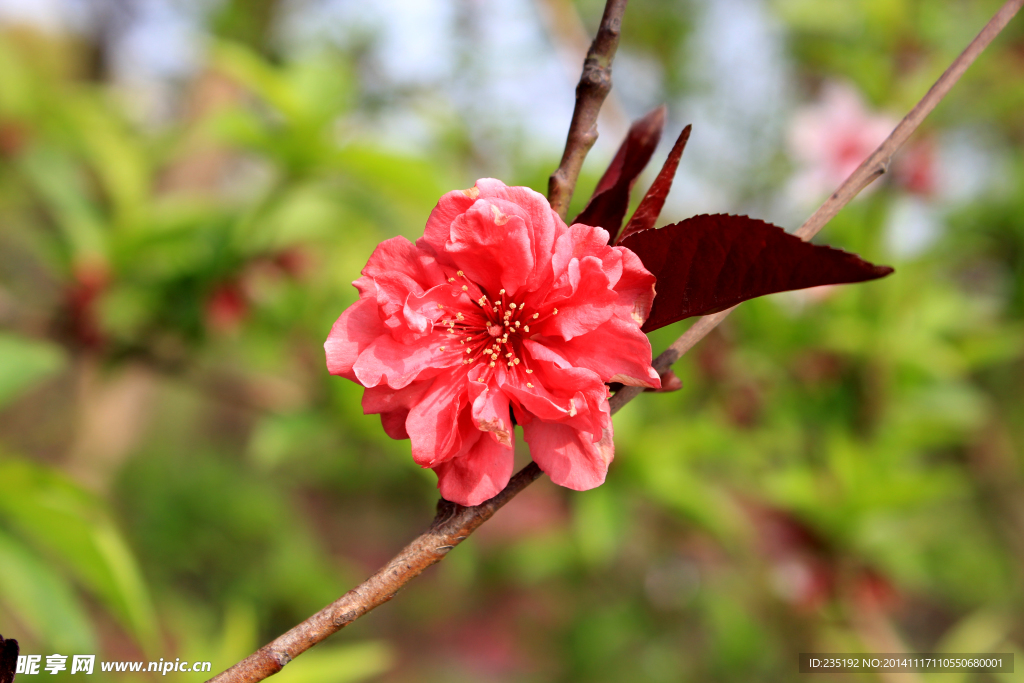 红色花