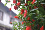 红色花