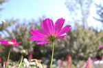 格桑花