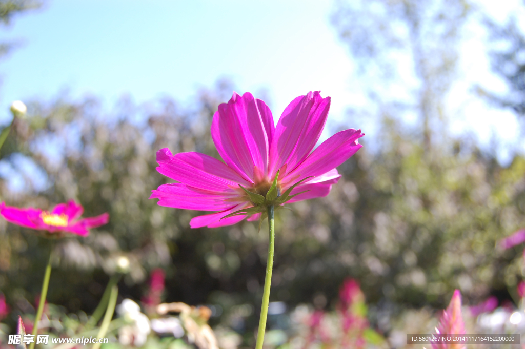 格桑花