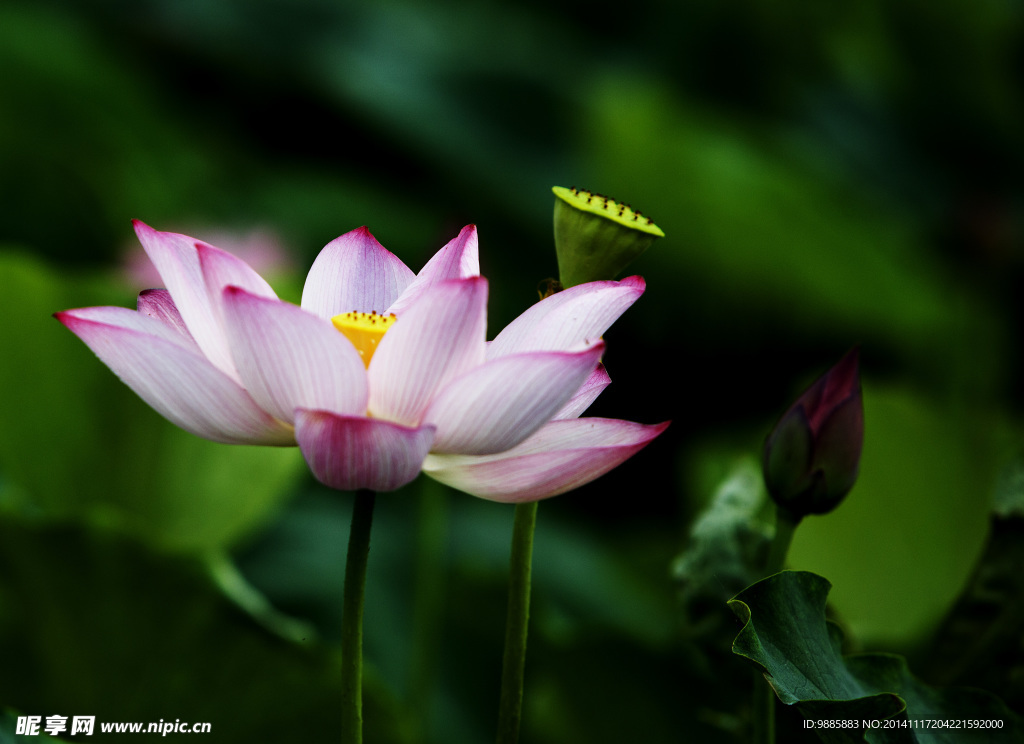 荷花