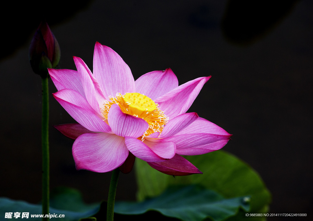 荷花