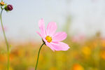 格桑花