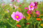格桑花