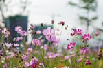格桑花
