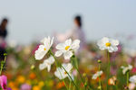 格桑花