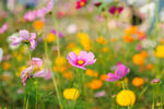 格桑花