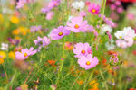 格桑花