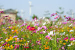 格桑花