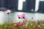 格桑花