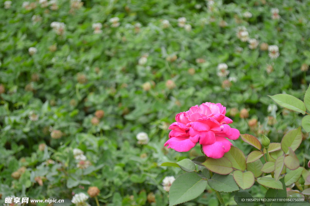 一朵花