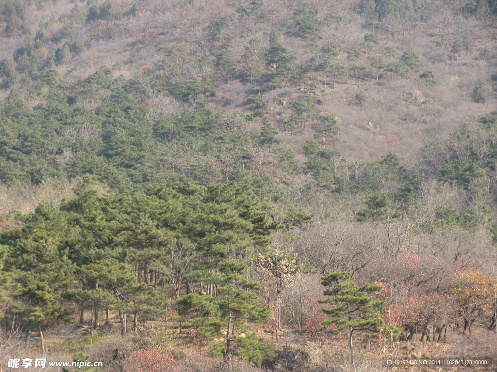 山坡