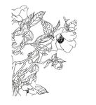茶油花