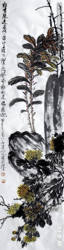 菊花图