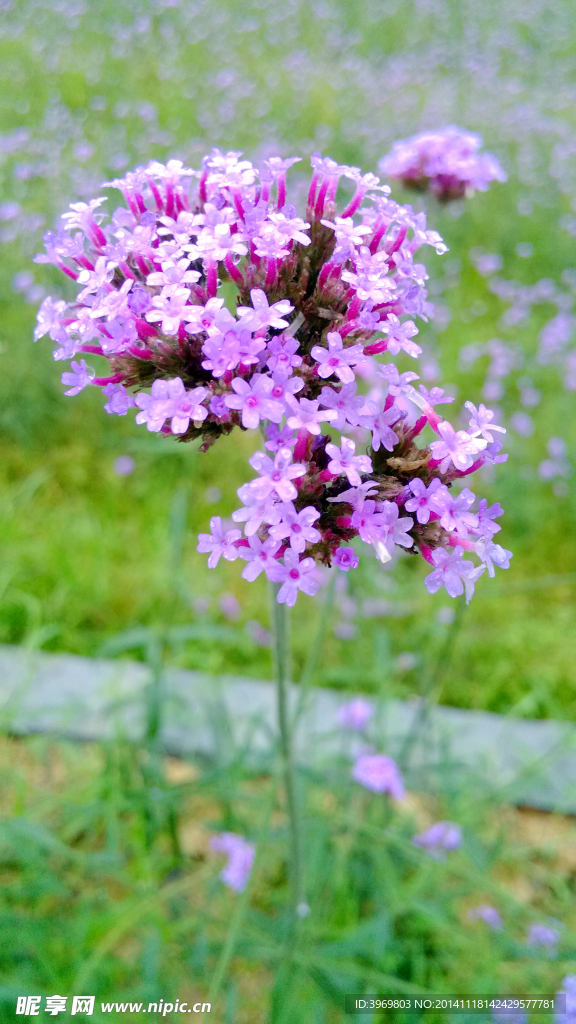 马鞭草