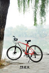北京大学的自行车