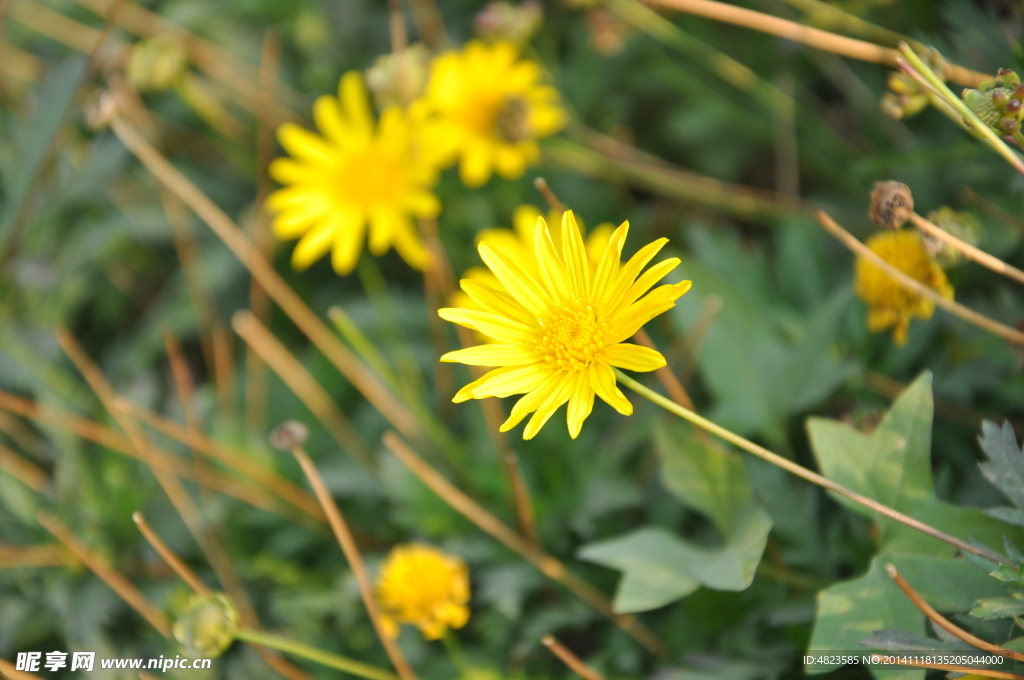 小菊花