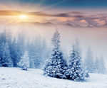 冬季雪景