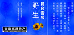 昆仑雪菊标贴