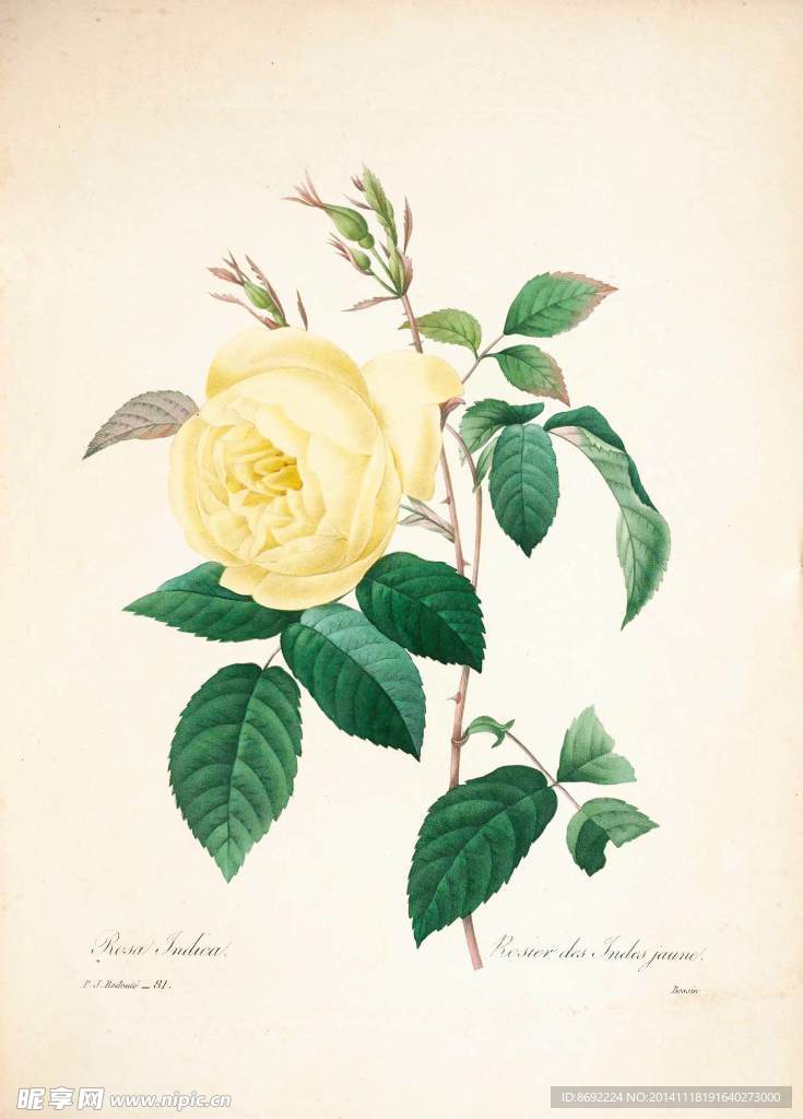 花类图鉴 植物手绘