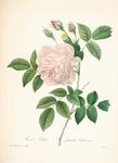 花类图鉴 植物手绘